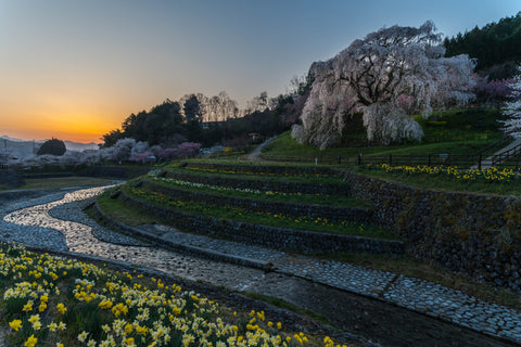 Uda Distillery's Initiatives