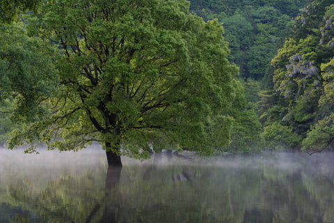 宇陀スパイスジン