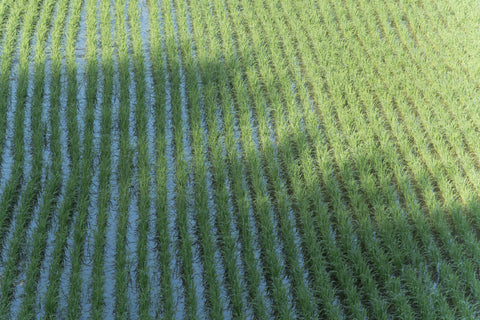 Cultivating a culture of fragrance from Nara and Uda.